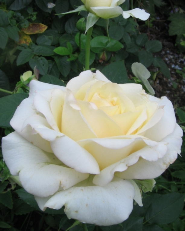 Роза ч/г `Шопен`, Rosa (HT) `Chopin` | СадПарад